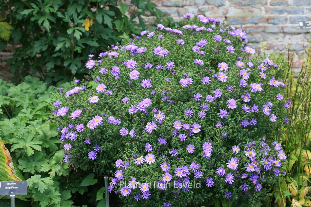 Aster ‚Blaue Lagune‘