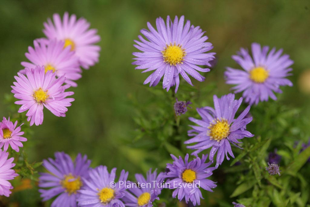 Aster ‚Blauer Gletscher (D)‘
