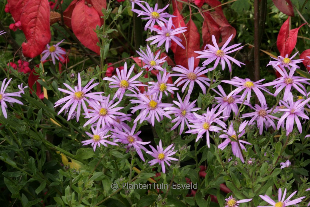 Aster ‚Cotswold Gem‘