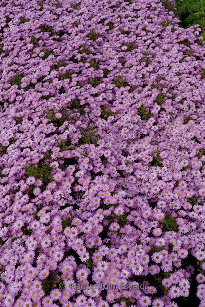 Aster ‚Herbstgruss von Bresserhof‘