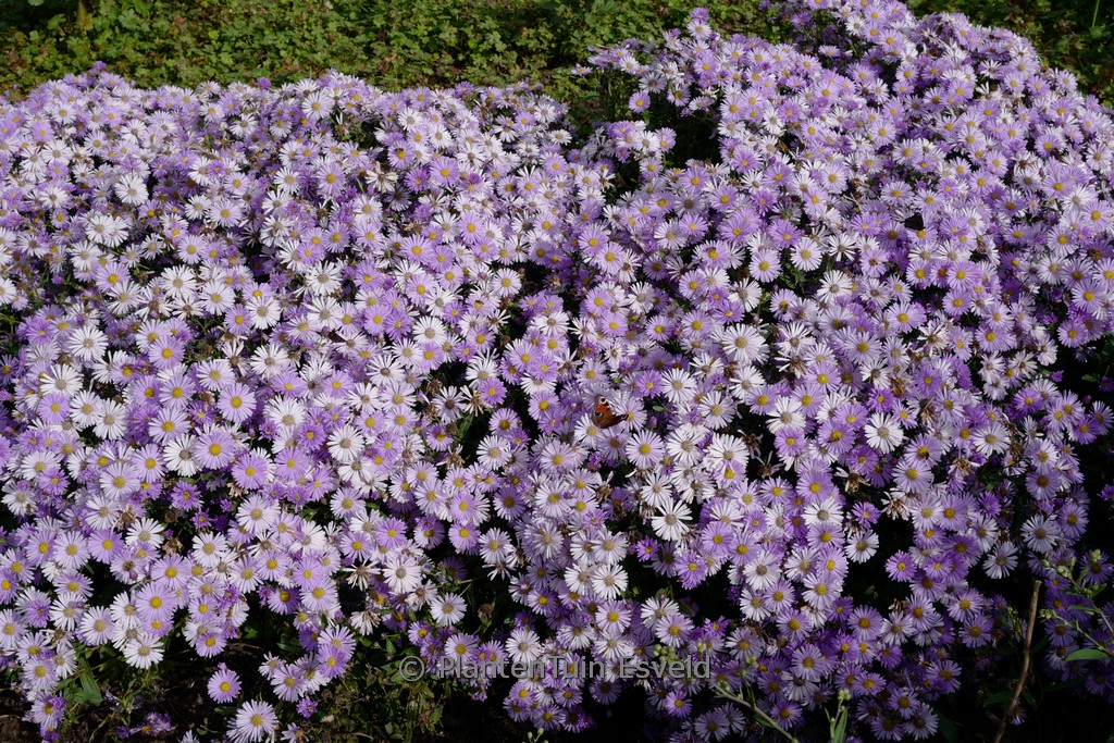 Aster ‚JS Bart’s Blue Beauty‘
