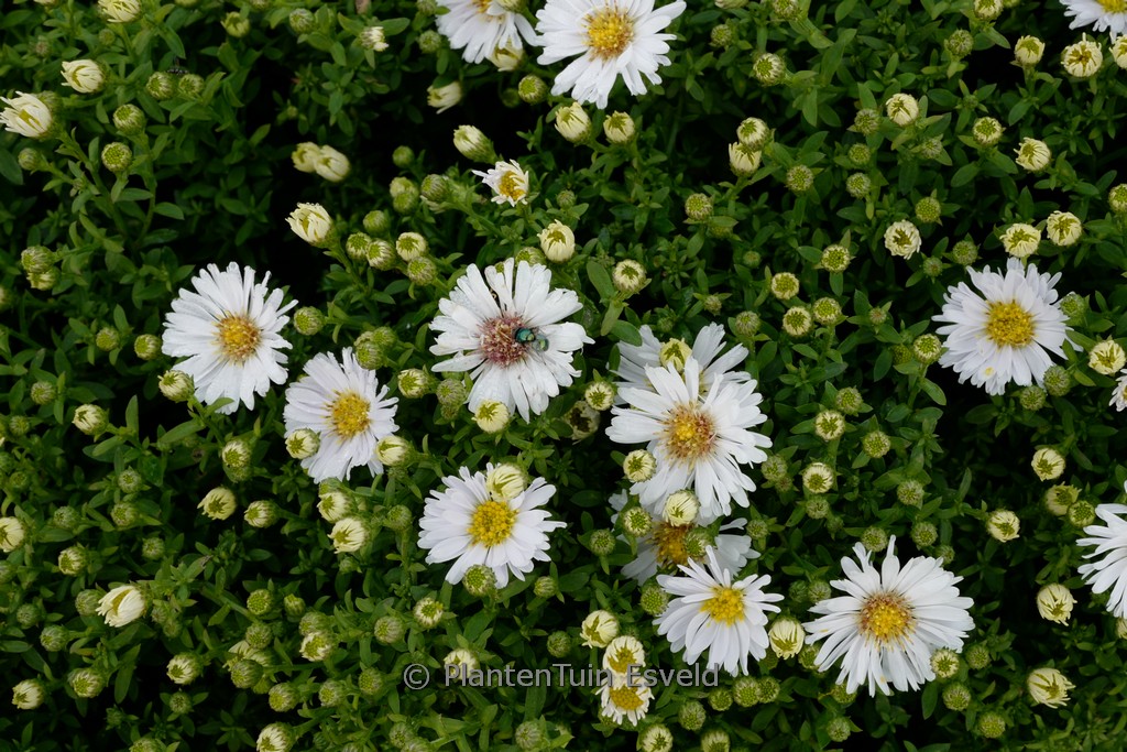 Aster ‚Kristina‘