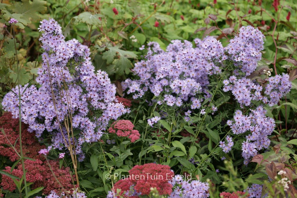 Aster ‚Little Carlow‘