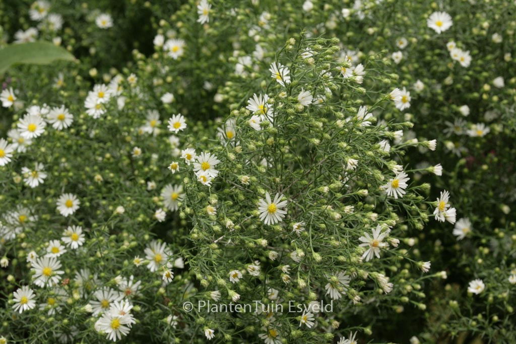 Aster ‚Monte Cassino‘