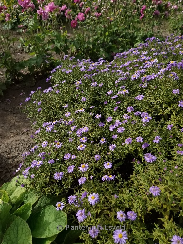 Aster ‚Nesthaekchen‘
