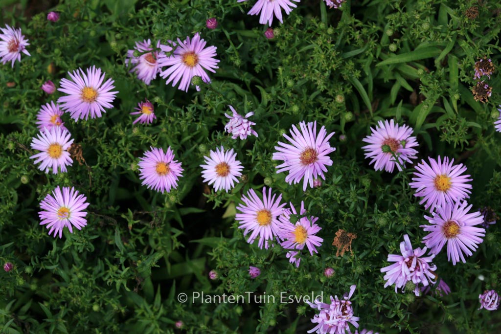 Aster ‚Peter Harrison‘