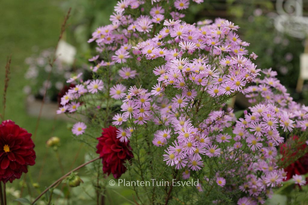 Aster ‚Pink Star‘