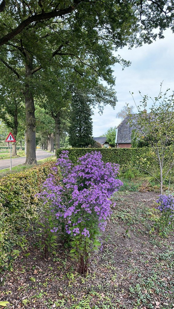 Aster ‚Prairie Purple‘
