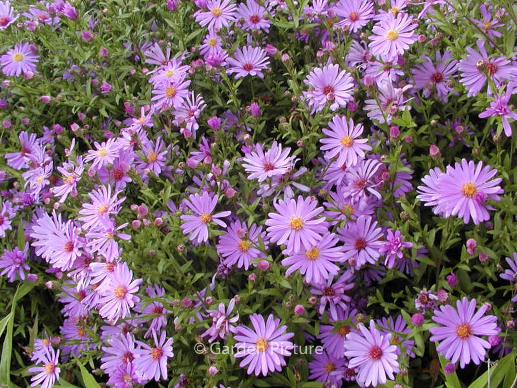 Aster ‚Treffpunkt‘