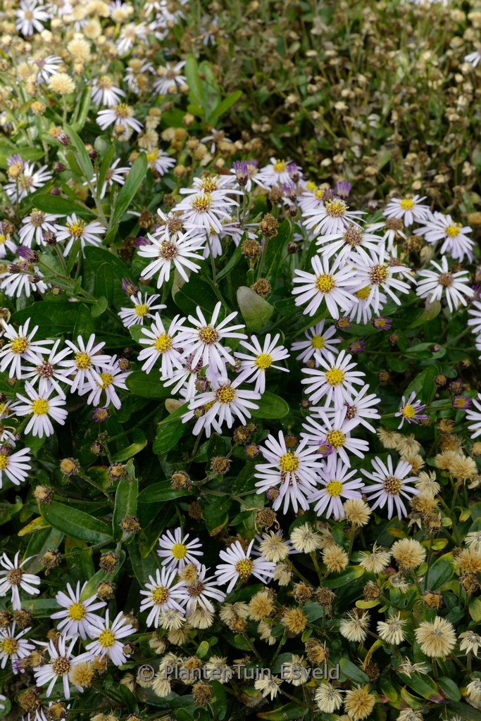 Aster ‚Wachsenburg‘