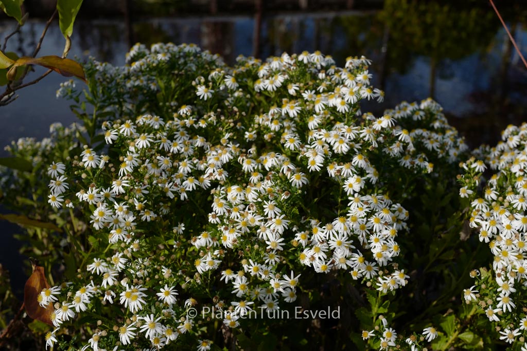 Aster ageratoides ‚Ashvi‘
