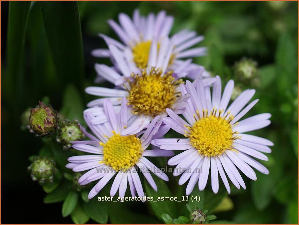 Aster ageratoides ‚Asmoe‘
