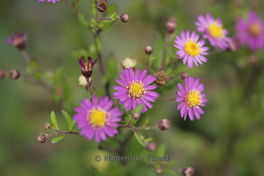 Aster ageratoides ‚Ezo murasaki‘