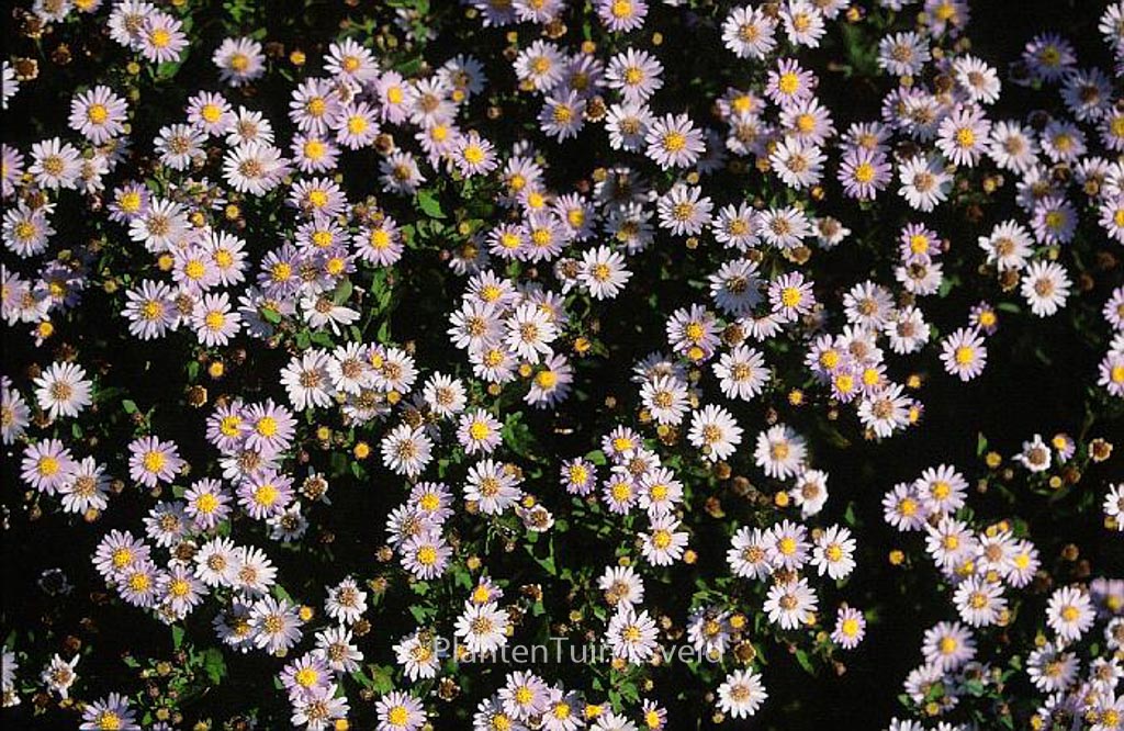 Aster ageratoides ‚Stardust‘