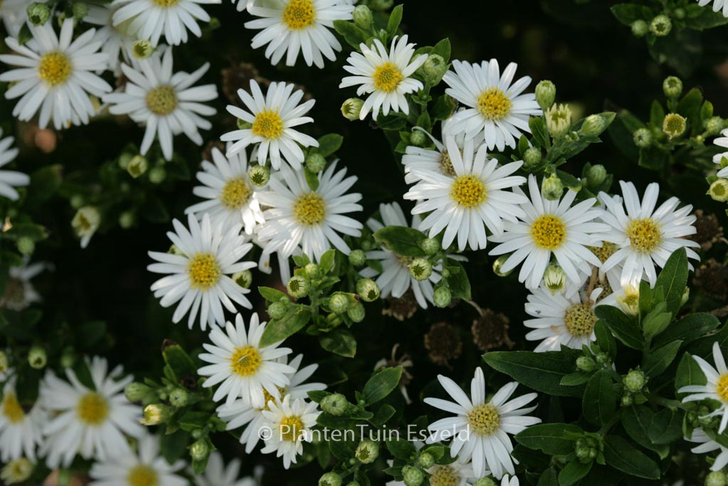 Aster ageratoides ‚Starshine‘