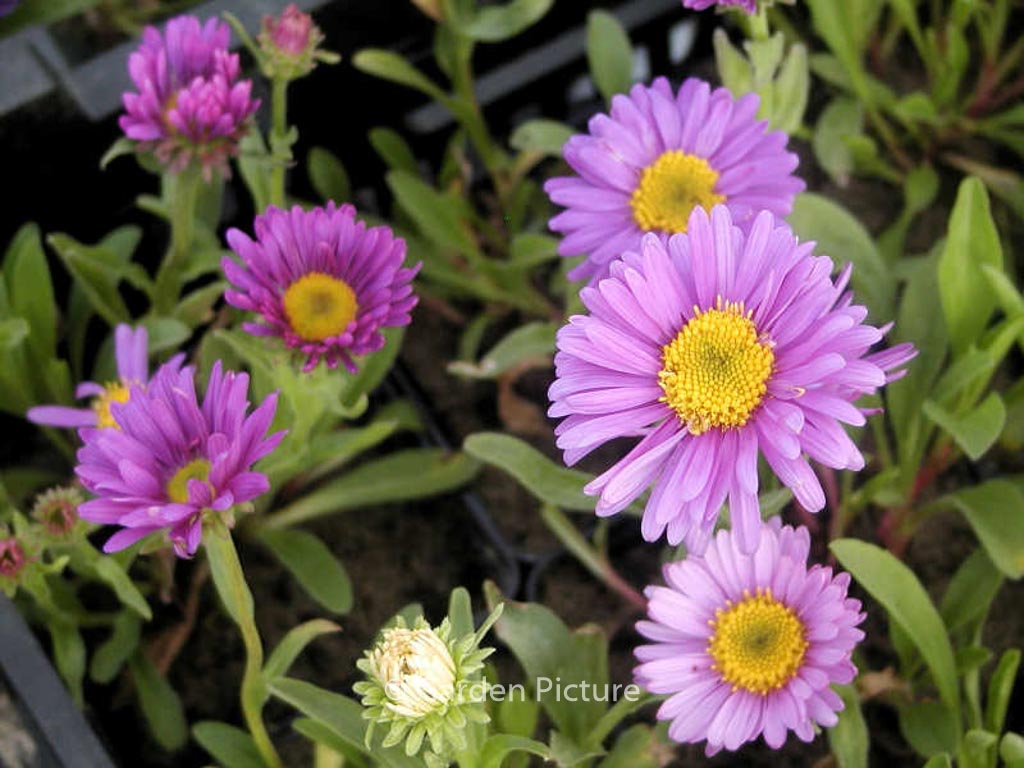 Aster alpinus ‚Dunkle Schoene‘