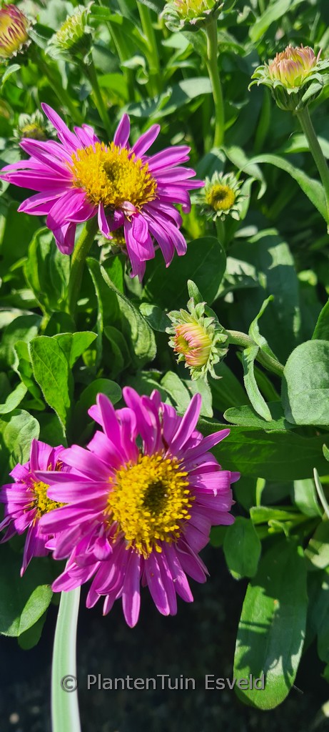 Aster alpinus ‚Happy End‘