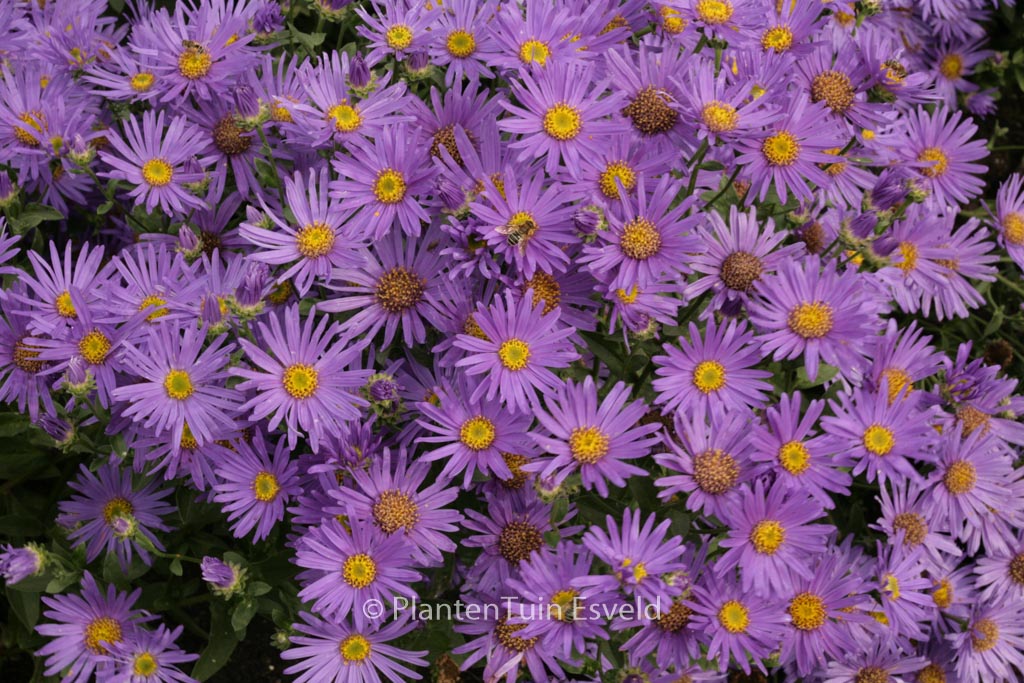 Aster amellus ‚Blue King‘