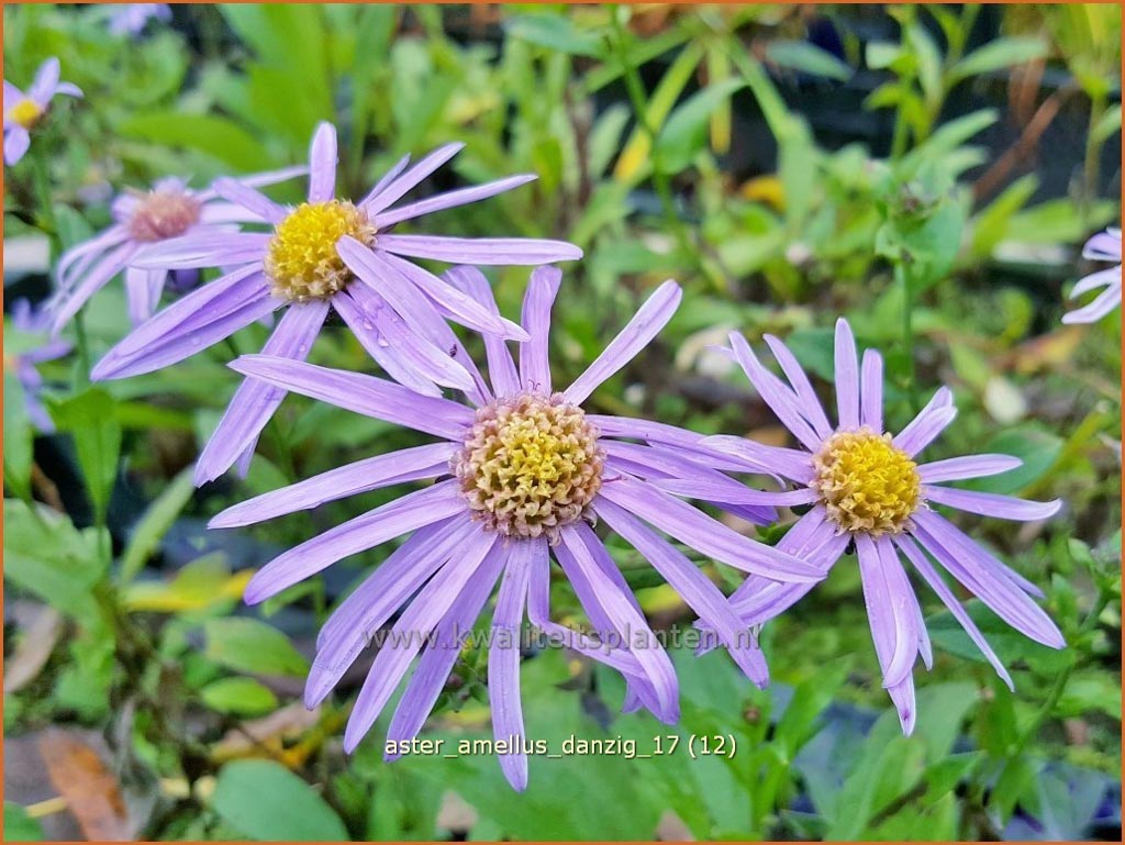 Aster amellus ‚Danzig‘