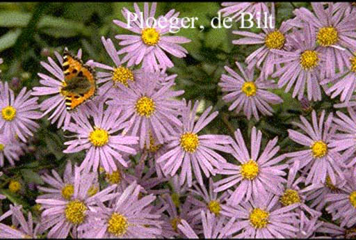 Aster amellus ‚Dr. Otto Petschek‘