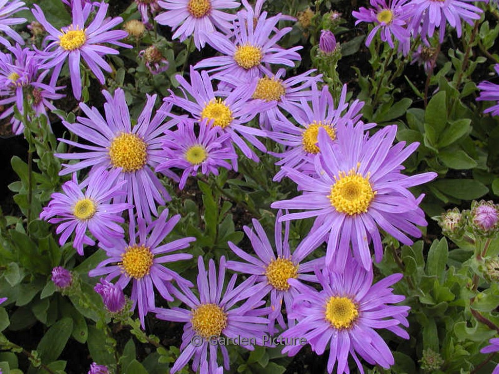 Aster amellus ‚Gründer‘