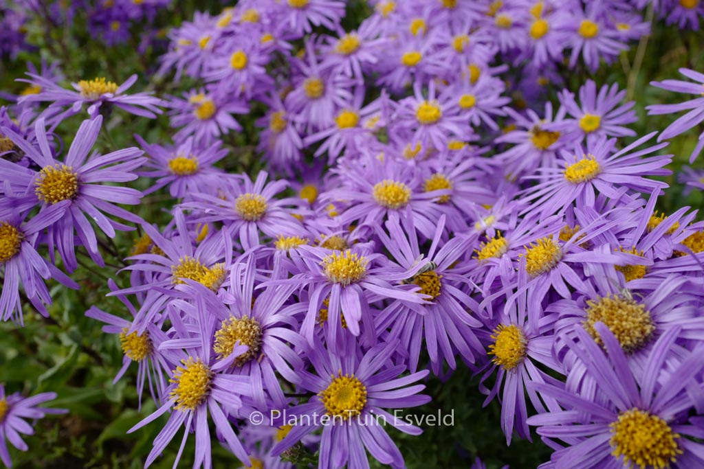 Aster amellus ‚King George‘