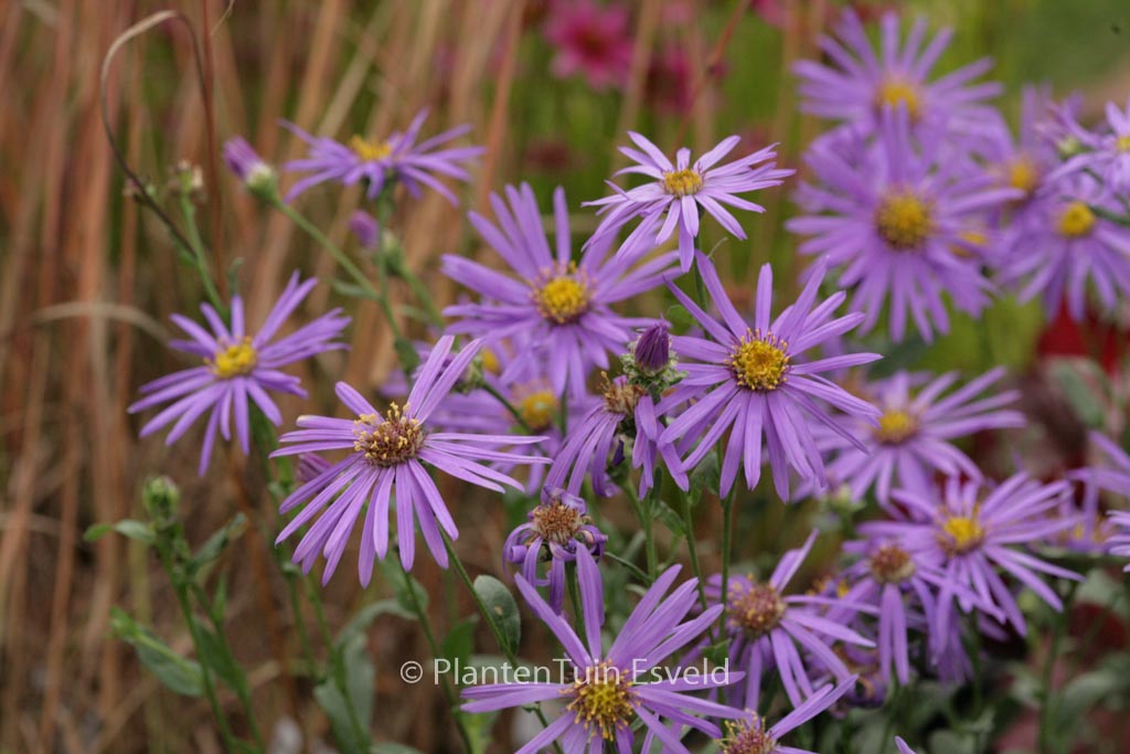 Aster amellus ‚Sonora‘