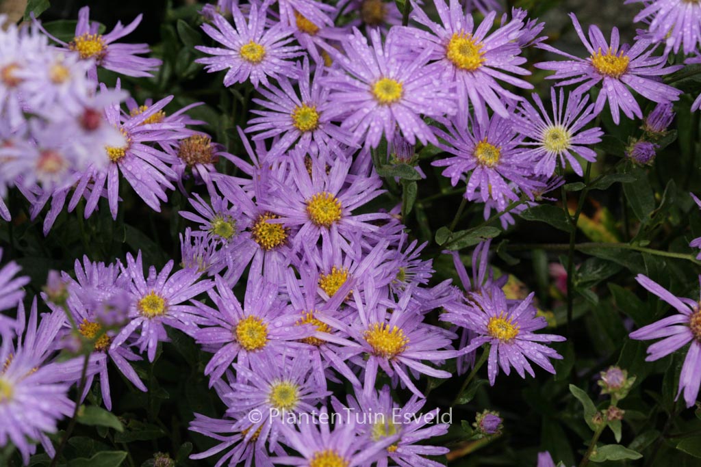 Aster amellus ‚Sternkugel‘
