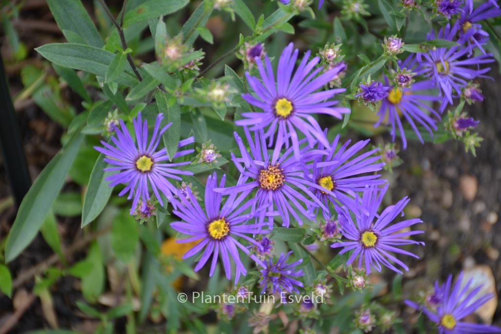 Aster amellus ‚Veilchenkoenigin‘