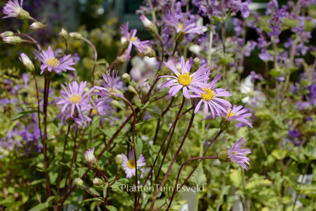Aster azureus