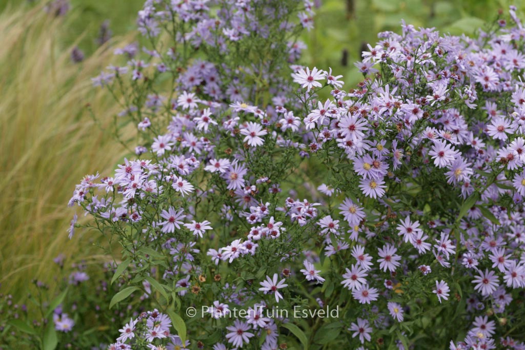 Aster cordifolius ‚Blue Heaven‘