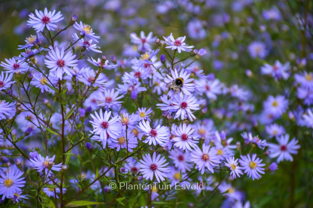 Aster cordifolius ‚Photograph‘