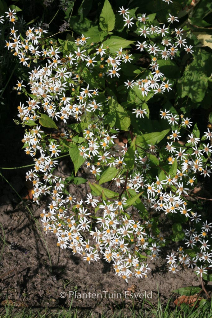 Aster cordifolius ‚Silver Spray‘