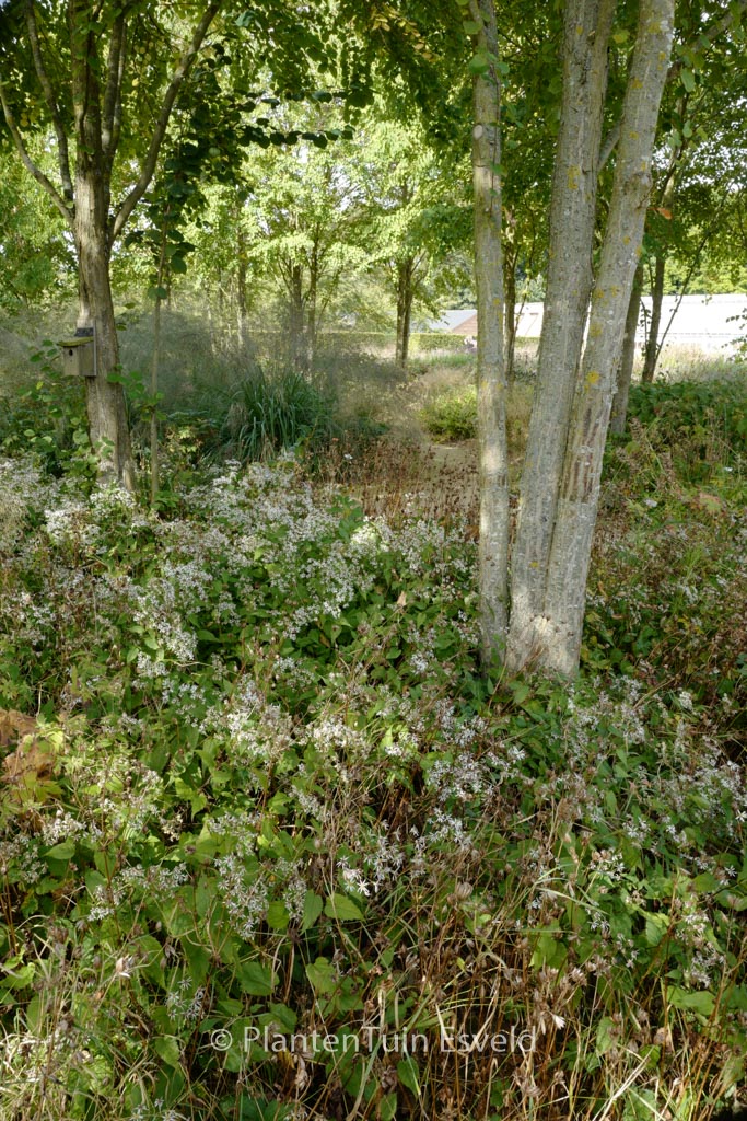 Aster divaricatus ‚Beth Chatto‘