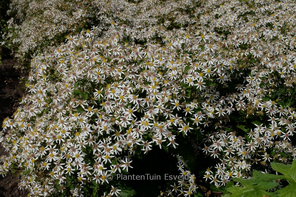 Aster divaricatus ‚Tradescant‘