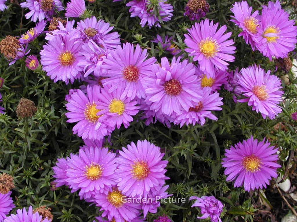 Aster dumosus ‚Augenweide‘