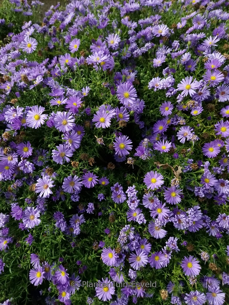 Aster dumosus ‚Azurro‘