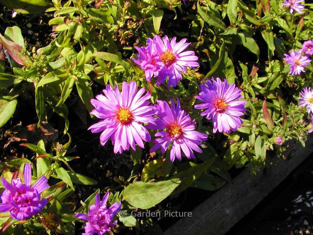 Aster dumosus ‚Herbstpurzel‘