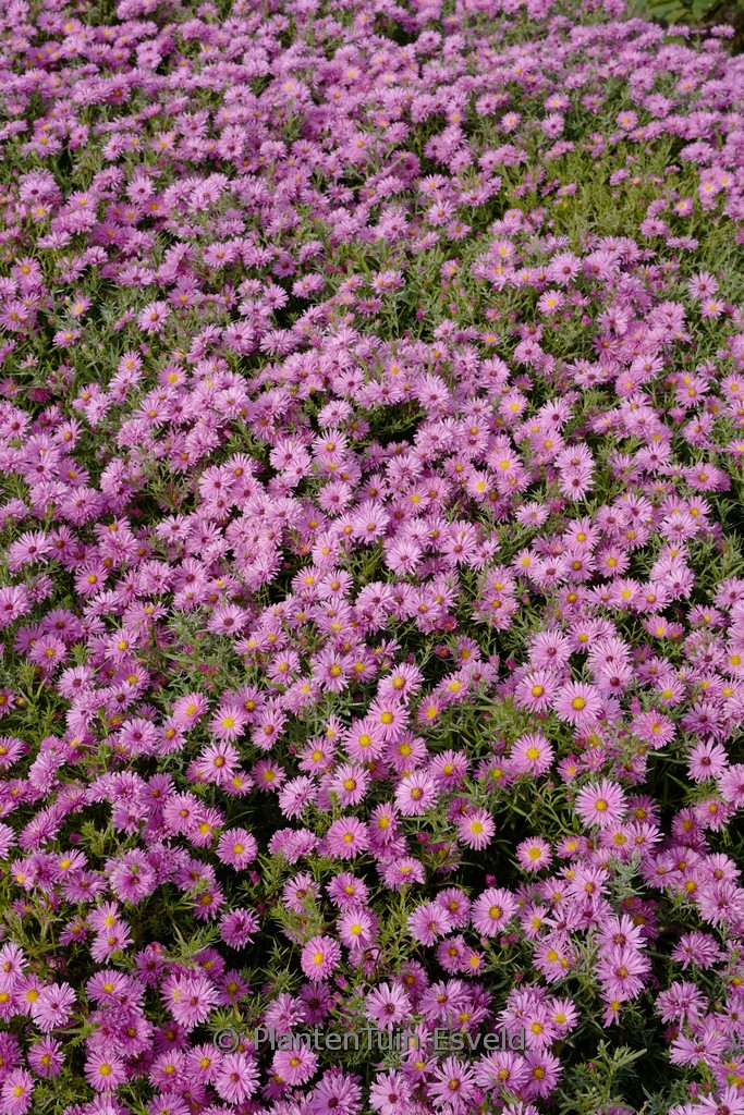 Aster dumosus ‚Marjorie‘