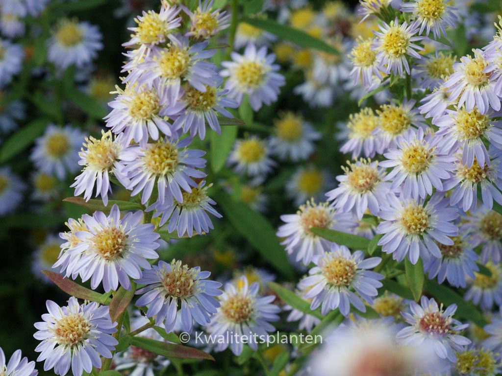 Aster ericoides ‚Blue Star‘