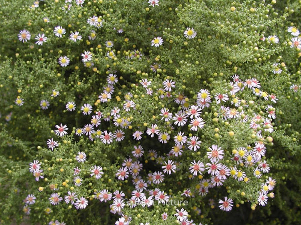 Aster ericoides ‚Lovely‘