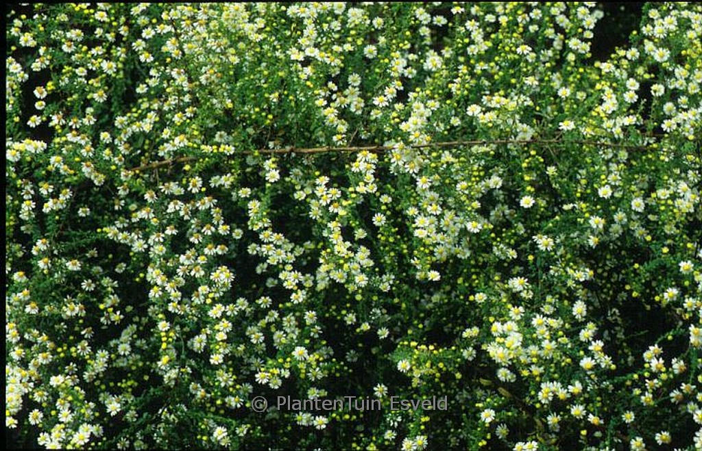 Aster ericoides ‚Schneetanne‘