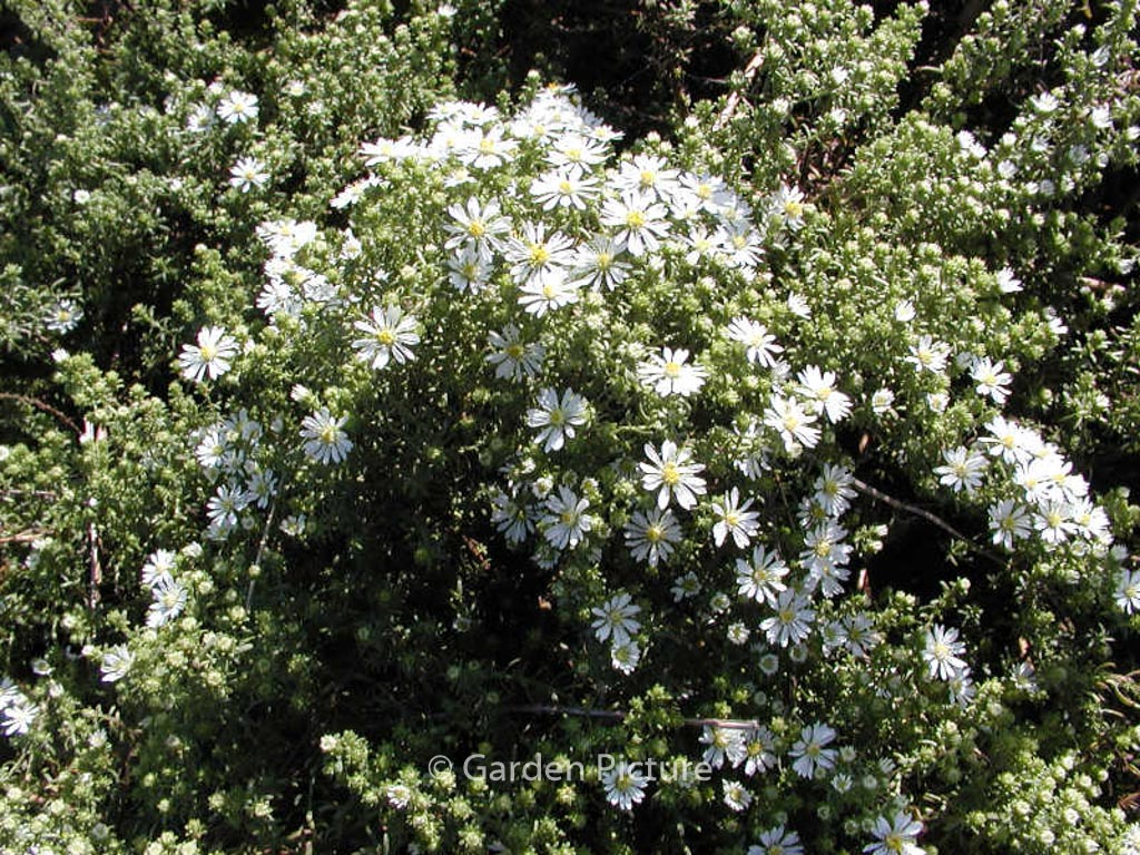 Aster ericoides ‚Snowflurry‘