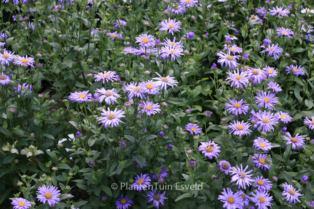 Aster frikartii ‚Jungfrau‘