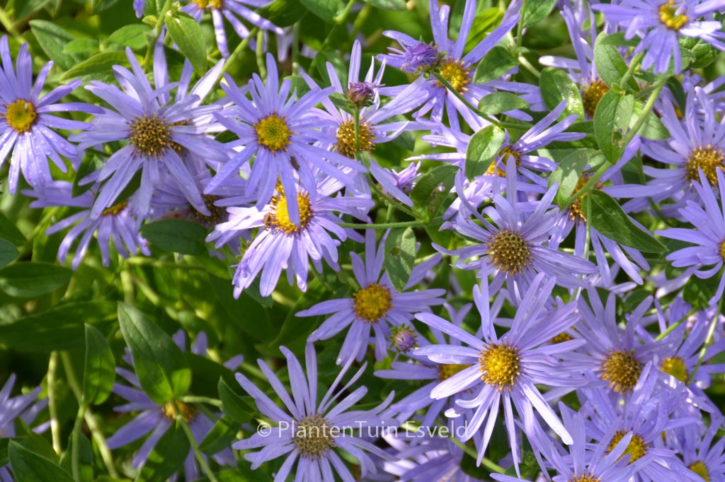 Aster frikartii ‚Moench‘