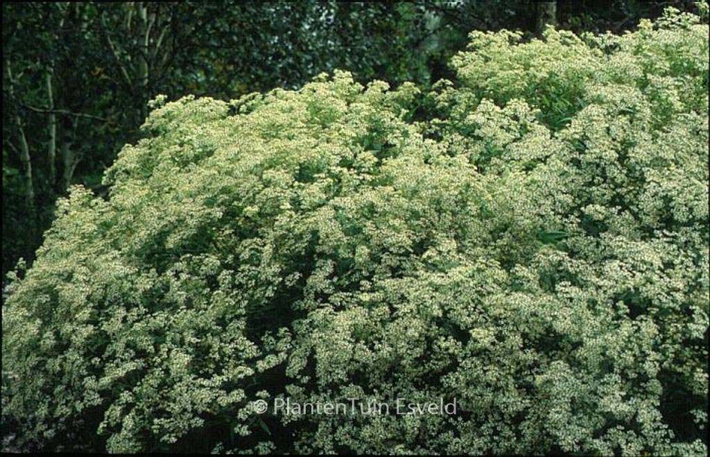 Aster glehnii ‚Agleni‘