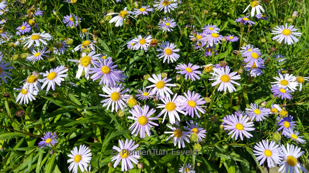 Aster koraiensis