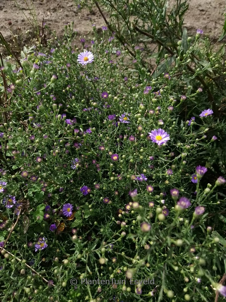 Aster laevis ‚Blauschleier‘