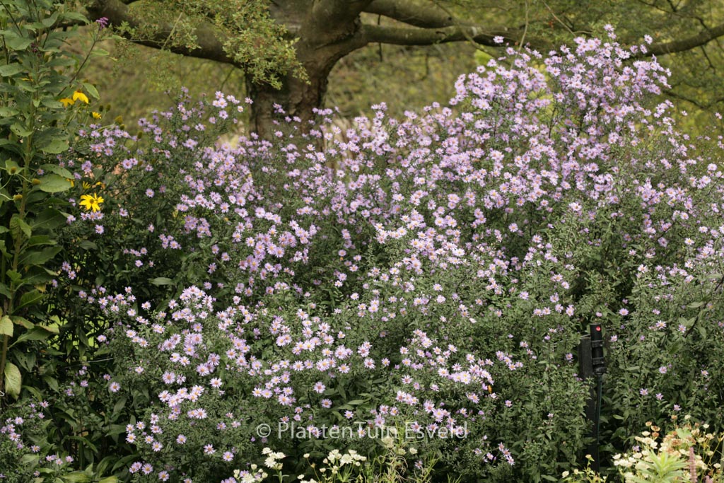 Aster laevis ‚Calliope‘