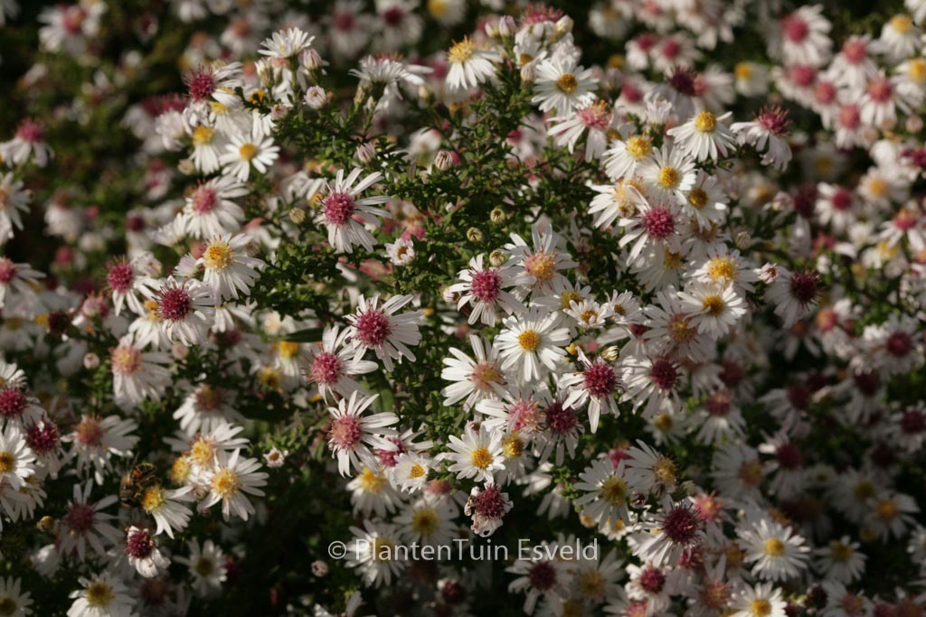 Aster lateriflorus ‚Chloe‘